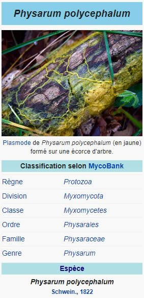 classification